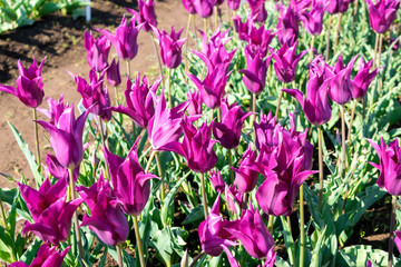 チューリップ（ユメムラサキ）