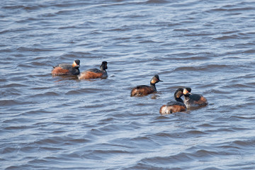 Black necked Grebe in the Weerribben the Netherlands