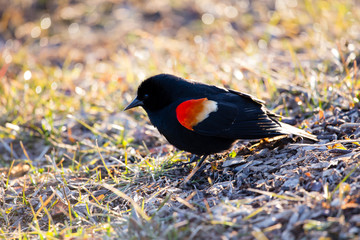 Closeup profile of adult male red-winged blackbird walking in lawn during a sunny morning, Montreal Botanical Garden, Montreal, Quebec, Canada