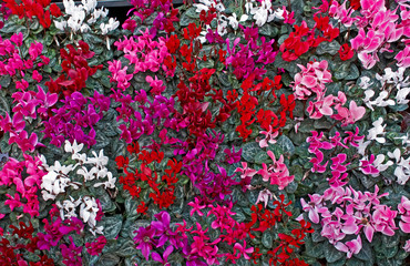 Colourful tray of flowering Cyclamen in a street market