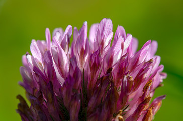Obraz premium Macro photography of the tip of a red clover flower, captured at the Andean mountains of central Colombia.