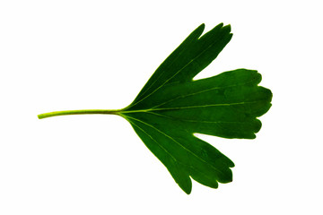 green leaf of black currant isolated on white background, bottom side of leaf
