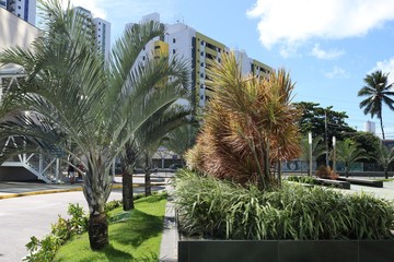 Fototapeta na wymiar palmeiras