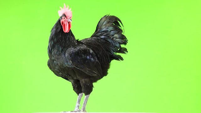 black rooster australorp (Gallus gallus) with dark green plumage rotation on green screen
