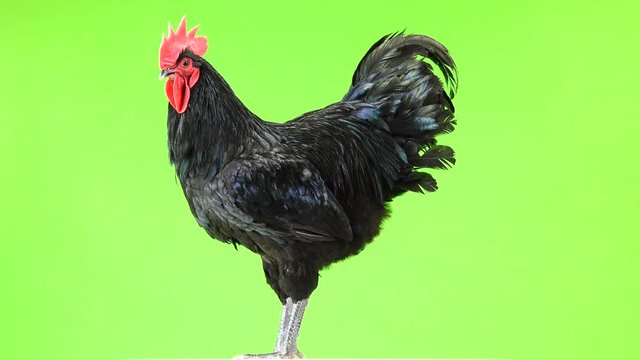 black rooster australorp (Gallus gallus) with dark green plumage flapping his wings on green screen