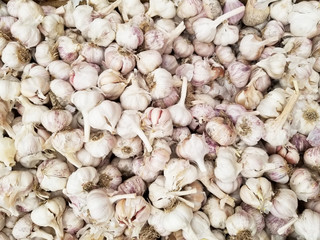 Garlic, fresh garlic - red garlic, garlic group background, garlic cloves background 