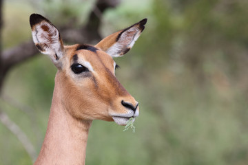 Fototapeta premium Schwarzfersenantilope / Impala / Aepyceros melampus