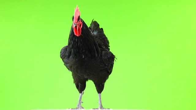 black rooster australorp (Gallus gallus) with dark green plumage flapping his wings on green screen