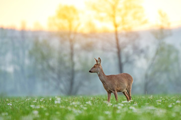 Wild female roe deer standing in a field in early spring morning