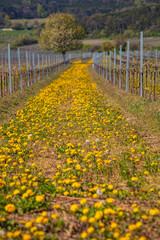 vineyard row covered with spring flowers flowers 