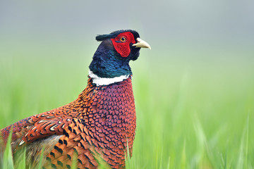 Close up of male pheasant in a grass - obrazy, fototapety, plakaty