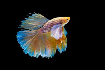 Foto op Canvas Het ontroerende moment mooi van gele siamese betta vis of halve maan betta splendens vechten vis in thailand op zwarte achtergrond. Thailand genoemd Pla-kad of groot oor. © Soonthorn