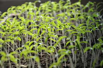 Growing seedlings sweet peppers