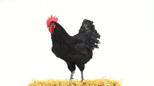  rooster stand in hay on a white screen