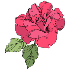Vector Rose floral botanical flower. Red and green engraved ink art. Isolated roses illustration element.