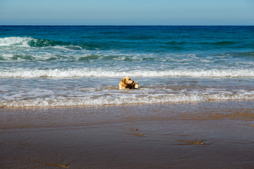 Hund im Wasser des Pazifik