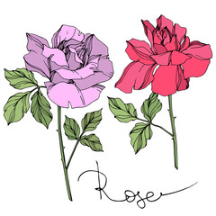 Vector Rose floral botanical flower. Violet and red engraved ink art. Isolated roses illustration element.