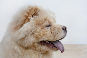 Portrait of chow chow puppy with lolling tongue close up. Pet animals.