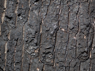 charred wood series