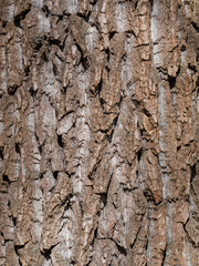 willow bark series