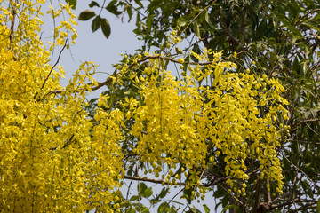 Small Yellow Flower or Cassia fistula flower