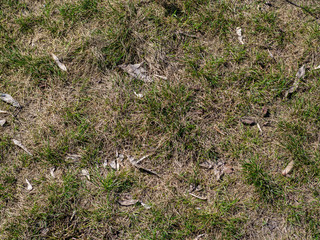 dried lawn
