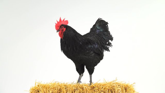  rooster stand in hay on a white screen