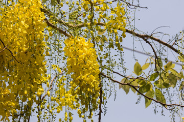 Small Yellow Flower or Cassia fistula flower