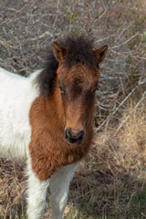 Assateague Island Wild Pony Foal