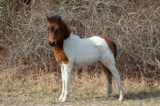 Assateague Island Wild Pony Foal