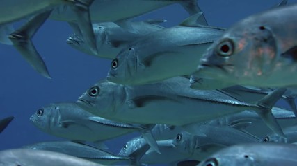 A huge school of Jacks. Big eye Trevally Jack, (Caranx sexfasciatus) Forming a polarized school, bait ball or tornado,Maldives, Indian Ocean, slow motion