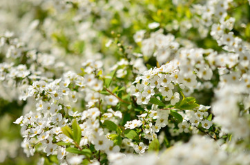 ユキヤナギ　Spiraea thunbergii