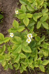 Flowering strawberries in spring