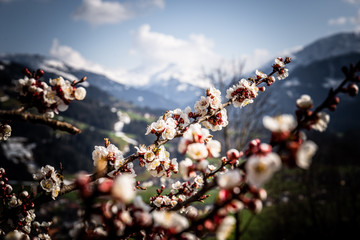 Frühlingserwachen mit Blüten und Landschaft im Hintergrund