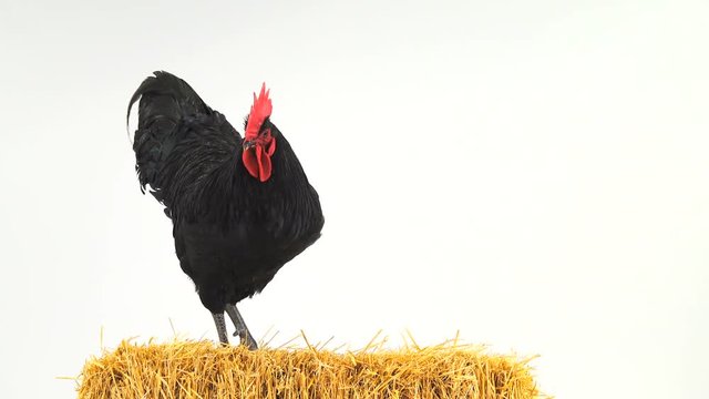  rooster stand in hay on a white screen