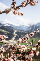 Blüten mit Landschaft im Hintergrund im Frühling