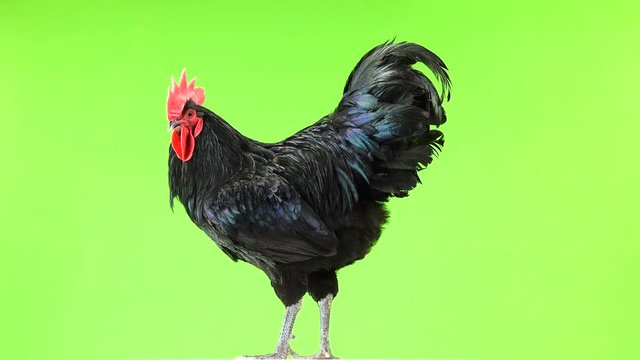 black rooster australorp (Gallus gallus) with dark green plumage rotation on green screen