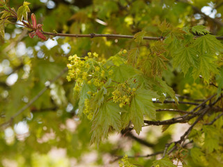 Acer platanoides - fleurs printanières jaunes dressées en corymbes d'Érable plane ou faux...
