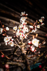 Blüten im Frühling am Baum