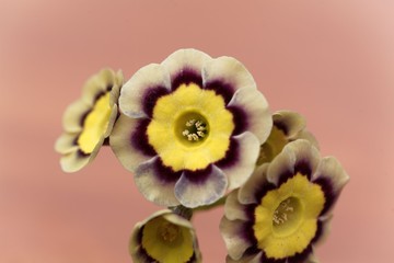 Primula flower, Primula x hortensis.
