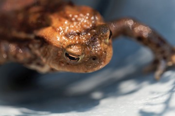 Head of a common toad, Bufo bufo