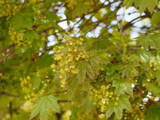 Obraz premium Acer platanoides - Érable plane aux fleurs printanières jaunes dressées en corymbes entre les jeunes feuilles palmées, lobes pointues de couleur vert luisant 