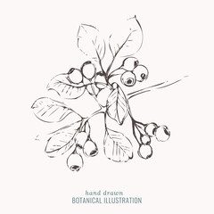 Botanical Illustration