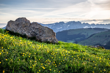 Blumenwiese im Frühling in den Alpen