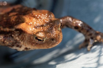 Head of a common toad, Bufo bufo