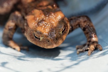 Head of a common toad, Bufo bufo