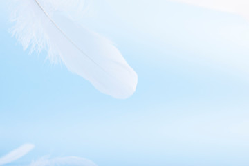 Flying white feather on a blue background. Pastel colors and tenderness in concept photo. Copy space.