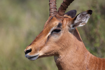 Schwarzfersenantilope / Impala / Aepyceros melampus