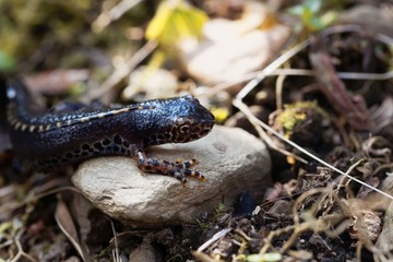 Male alpine newt, Ichthyosaura alpestris