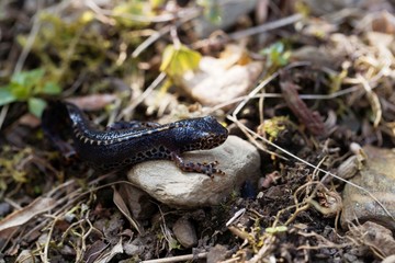 Male alpine newt, Ichthyosaura alpestris